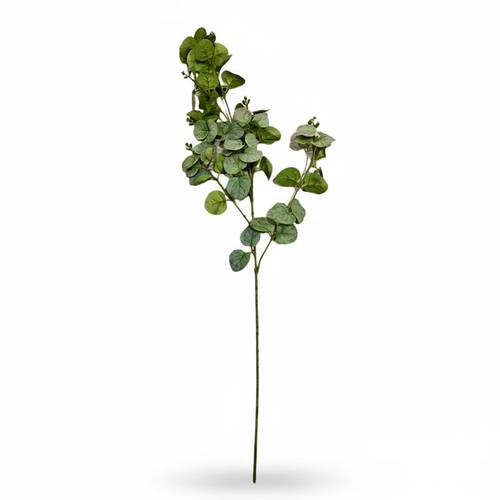 Winter eucalyptus tree branch