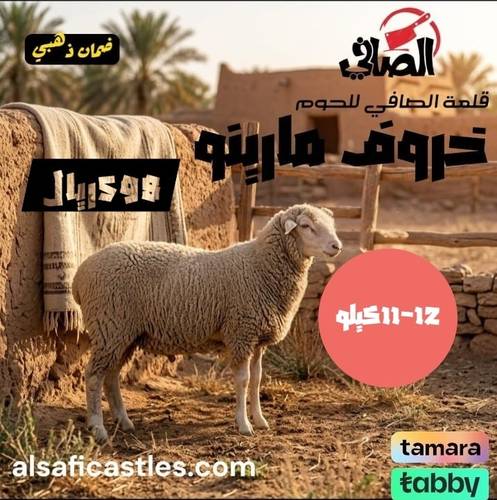 خروف مارينو  11-12 كيلو