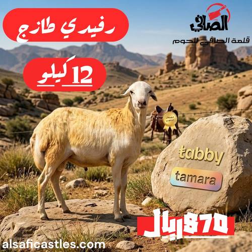 رفيدي مرابي وسط