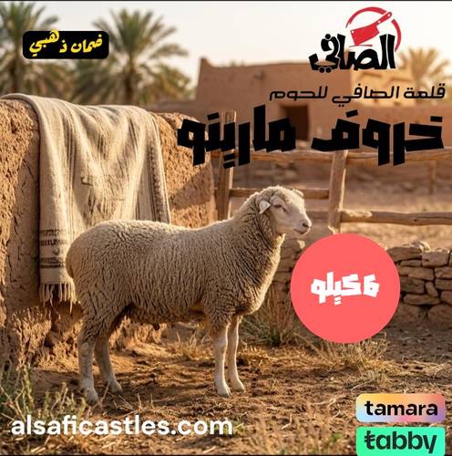 بوكس خروف مارينو (افريقي) 6 كيلو