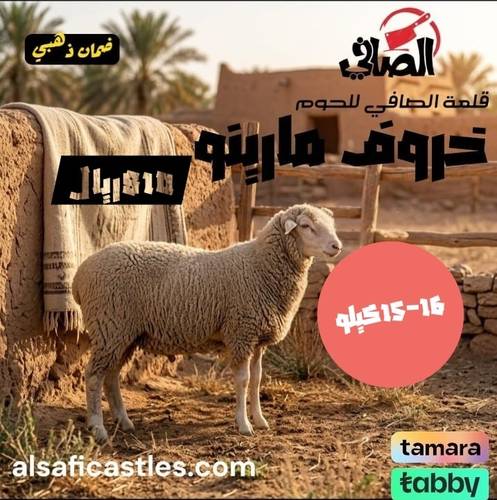 خروف مارينو   افريقي 15-16 كيلو