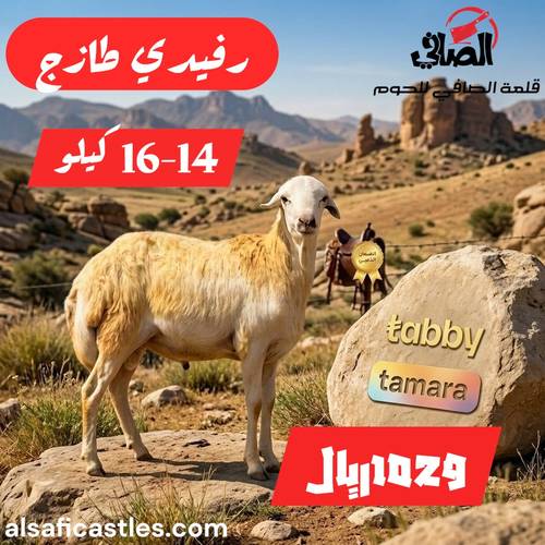 رفيدي مرابي كبير
