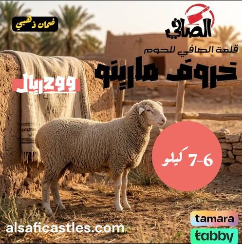 خروف مارينو  6-7 كيلو