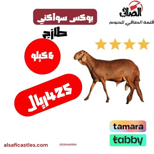 بوكس سواكني بلدي 6 كيلو