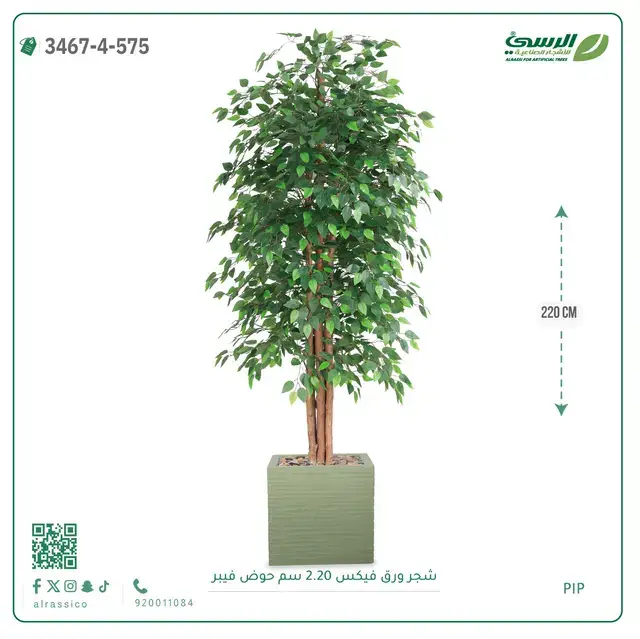  شجر فيكس صناعية (ارتفاع 220 سم) حوض فيبر 