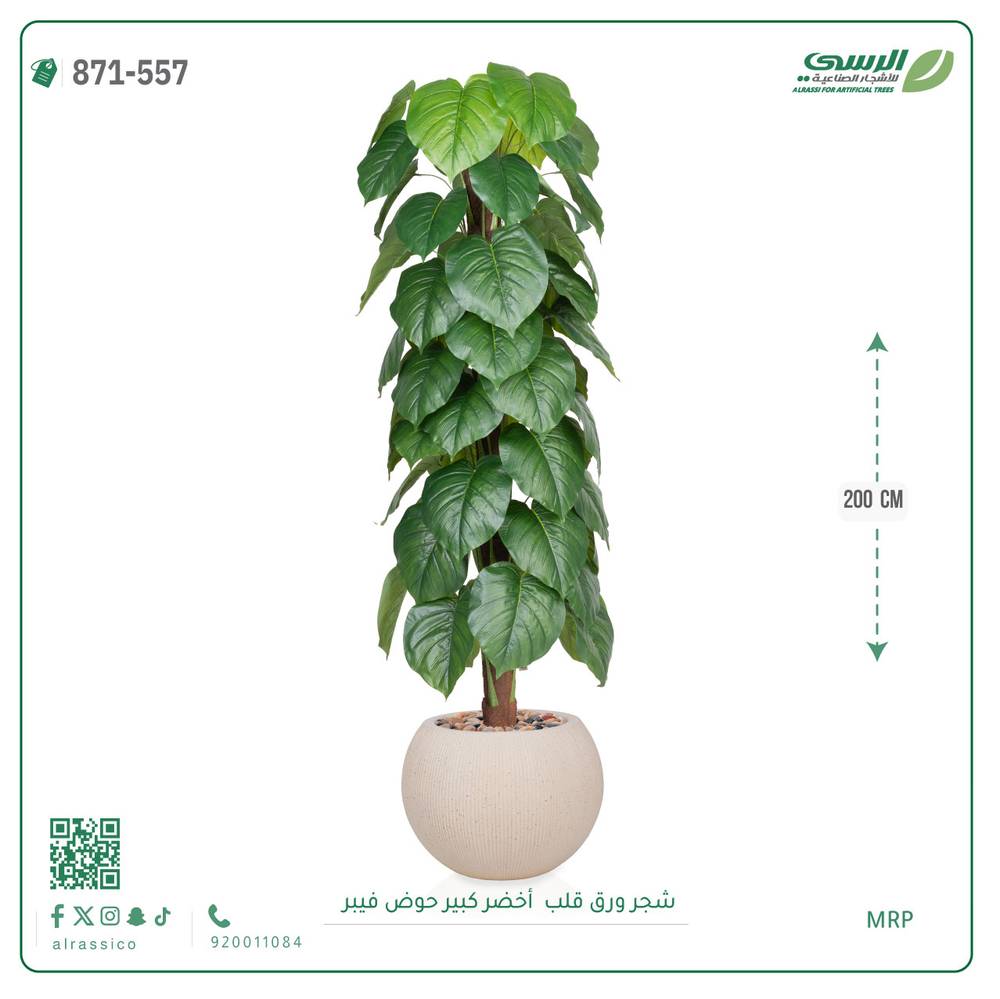  شجرة ورق قلب اصطناعية ( ارتفاع 200 سم ) حوض فايبر 
