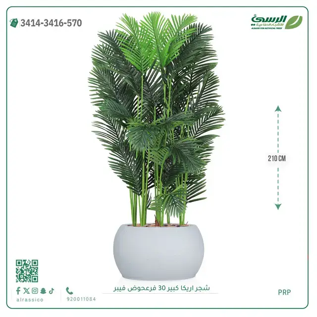  شجر أريكا صناعية ( ارتفاع 210 سم ) حوض فيبر 