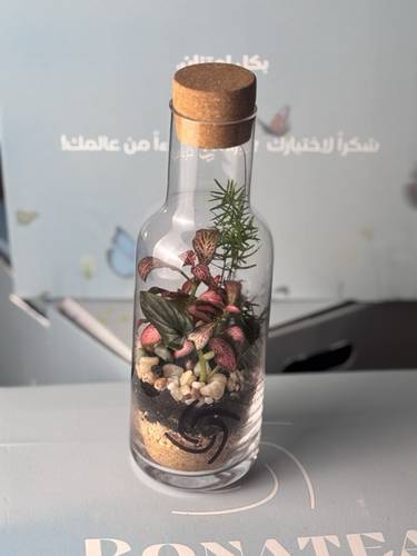 تيريريوم الفيتونيا  كبير