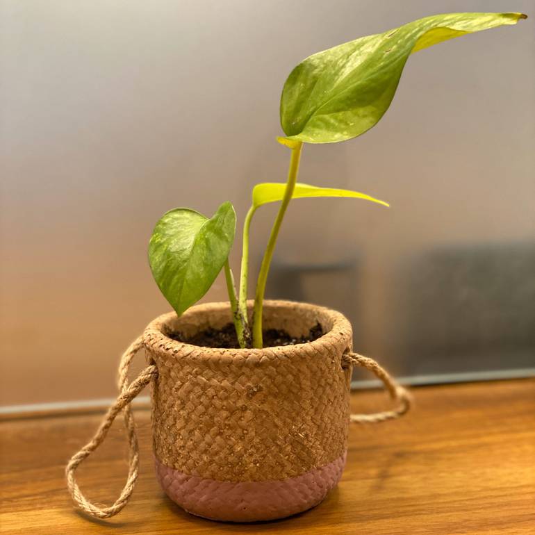غرسة فخارية 🌿