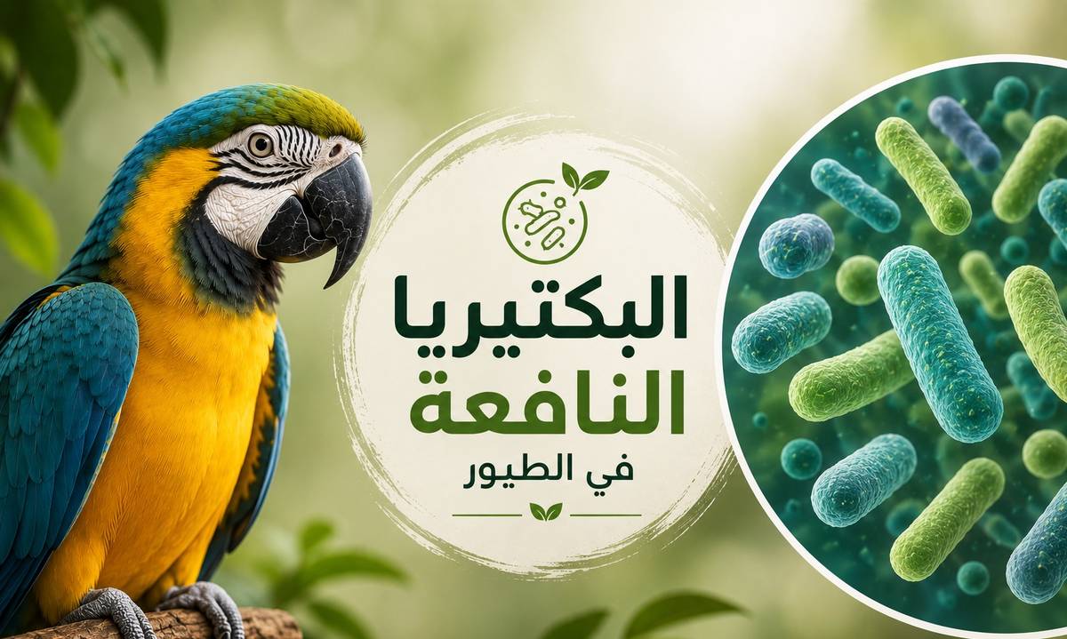 البكتيريا النافعة (البروبيوتيك) للببغاوات والطيور: الفوائد، الاستخدام، وأهم الدراسات العلمية