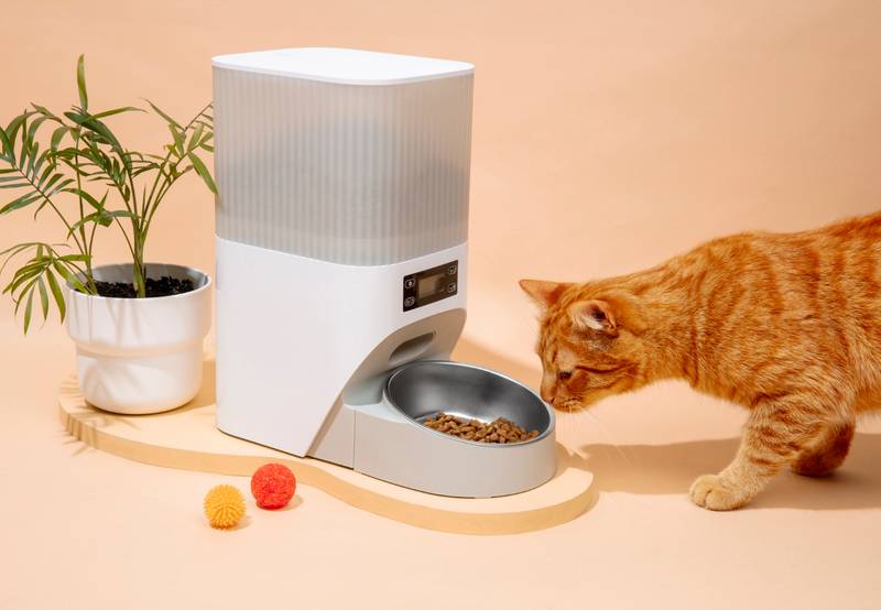 أفضل أكل للقطط البريطانية (British Shorthair)
