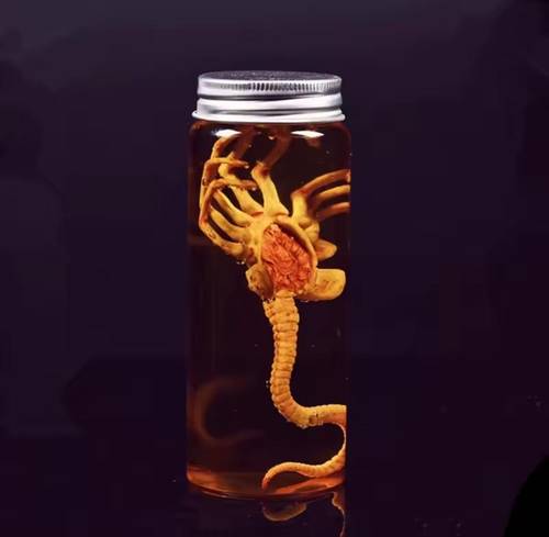  جرة زينومورف عينة  الجنين جرة الفيلمFacehugger الدعامة طبق الأصل  شحن محلي 7 ايام عمل 