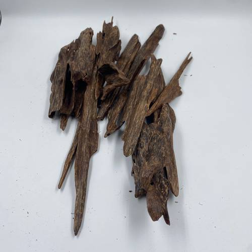 عود ماليزي دبل غابة صباح