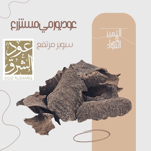 عود بورمي مستزرع