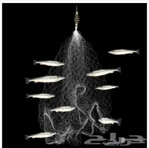 شبكة الفراشة 