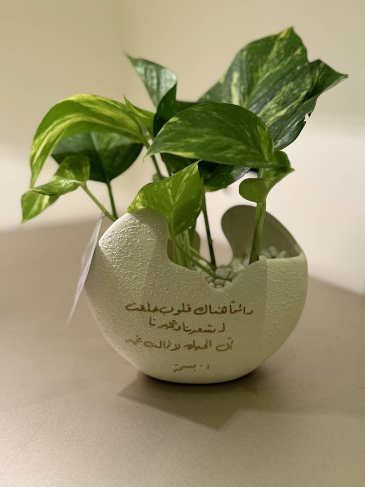 فازة البوتس
