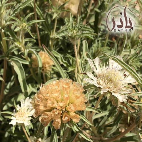 بذور نبات أم قلاص