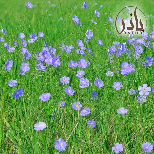 بذور الكتان
