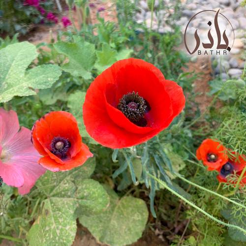 بذور الديدحان - شقائق النعمان