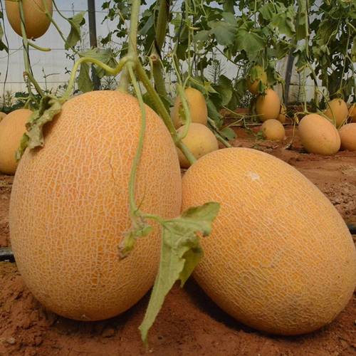 بذور شمام ايراني كبير 50 بذرة
