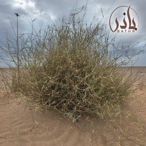 بذور الثمام