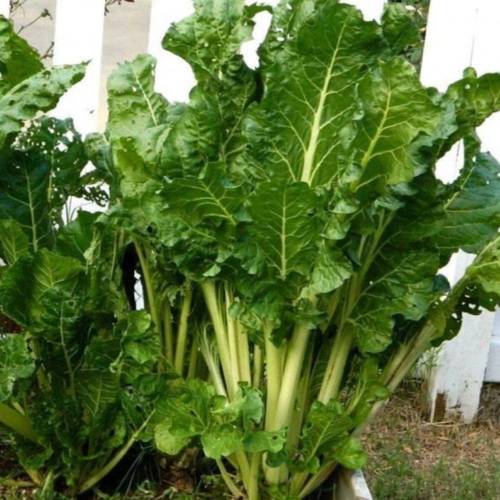 بذور نبات السلق-200 بذرة