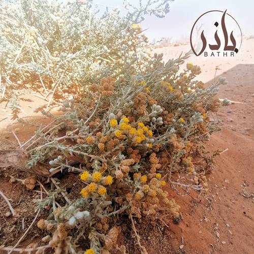 بذور عشبة القيصوم