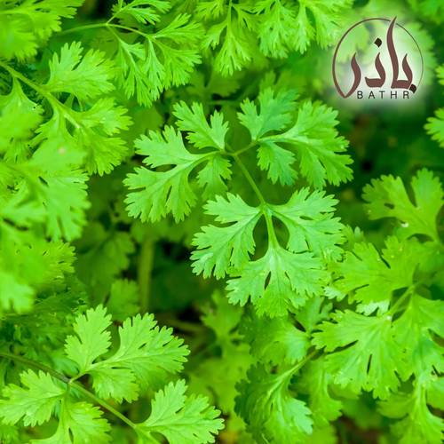 بذور الكزبرة
