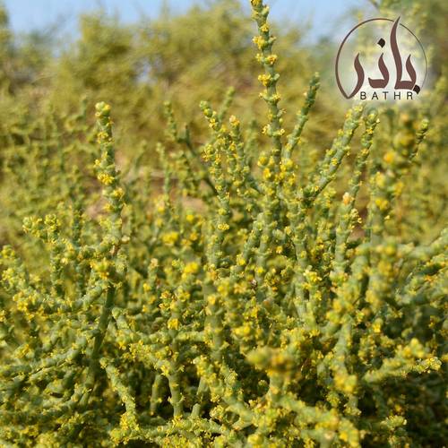 بذور الرمث - 1 kg