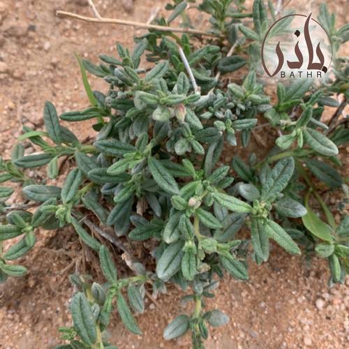 بذور نبات الارقة - الجريد