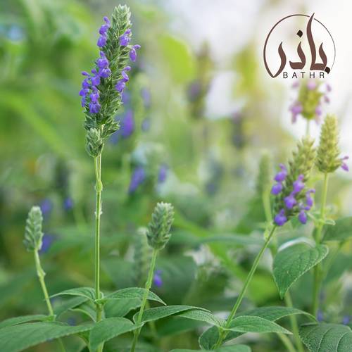 بذور الشيا
