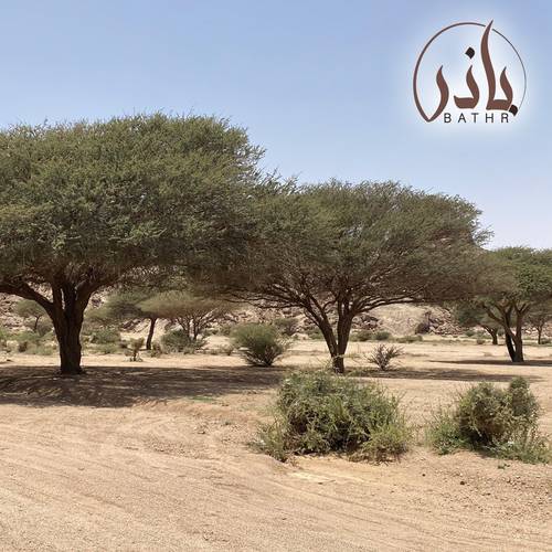 بذور طلح الرديانا