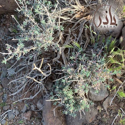 بذور الشعران