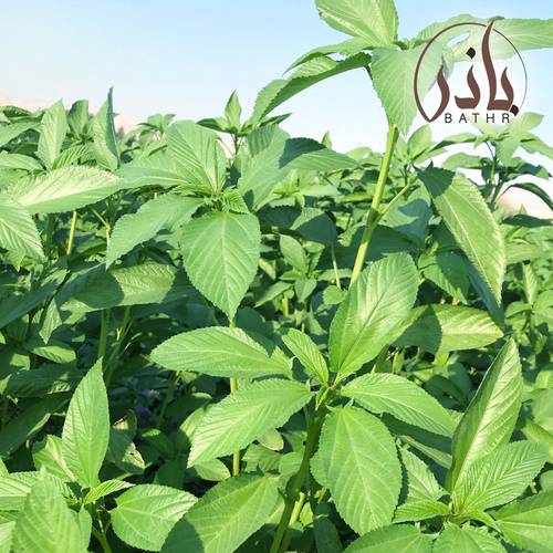 بذور الملوخية