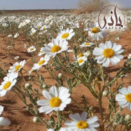بذور الاقحوان البري ( القحويان )