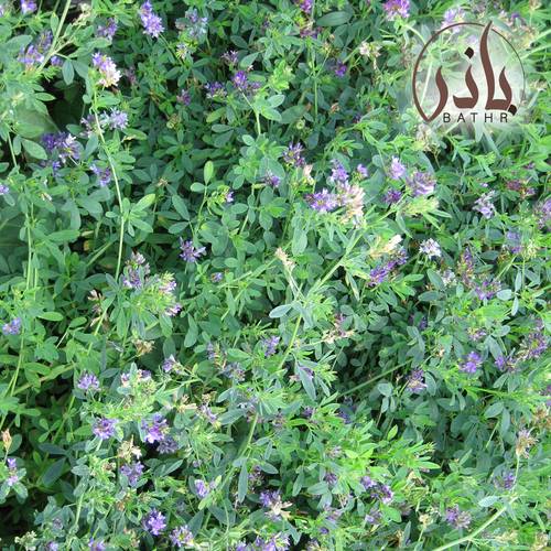 بذور البرسيم الحجازي - ربع كيلو