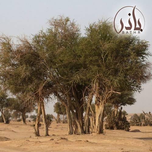بذور شجرة السرح