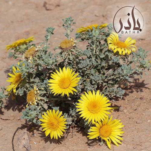 بذور نبات النقد