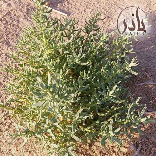 بذور نبات الطحمة - الطحماء