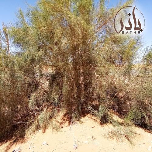 بذور شجرة الغضا - الرمث الأسود - 1 كيلو