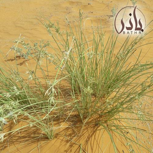 بذور عشبة السبط
