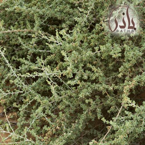بذور الضمران - 1 kg