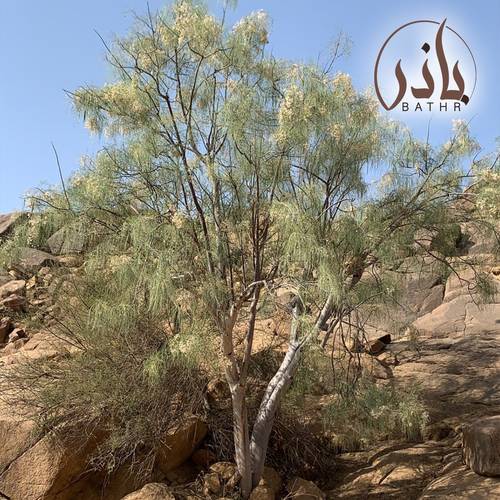 بذور البان العربي - اليسر - المورنقا العربي 1 kg