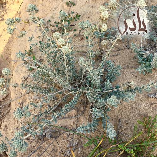 بذور شجرة الجعد