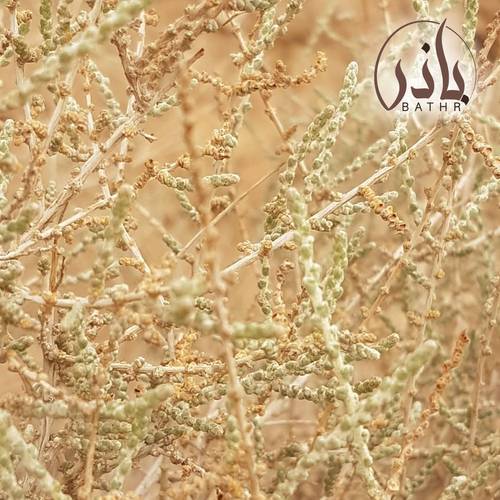 بذور العراد
