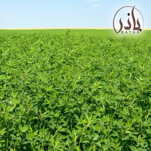 بذور برسيم أمريكي - ربع كيلو