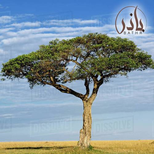 بذور السمر نصف كيلو