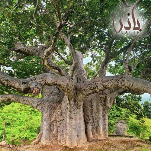 بذور شجرة التبلدي - الباوباب