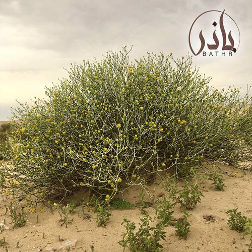 بذور نبات العرفج