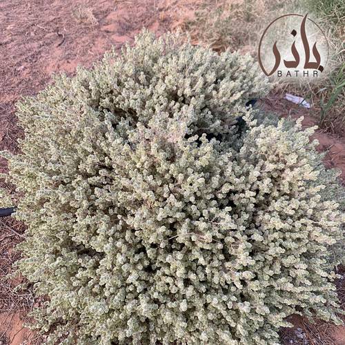 بذور عشبة القضقاض